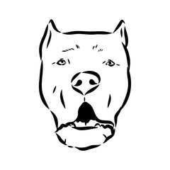 Obraz premium Vintage hand drawn sketch American bandog