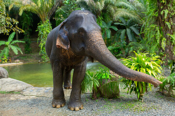 Elephant in the jungle close up. Elephant walking in Thailand.