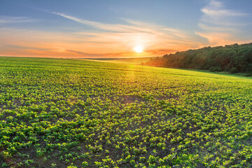 An amazing sunset over a green field of young soybean sprouts