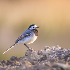 White wagtail