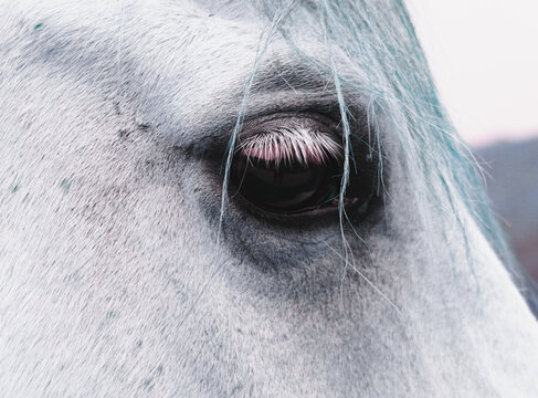 Close-up view of a horse's eye with noticeable lashes