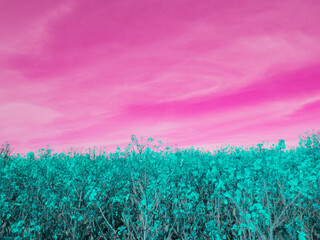 Surreal pink sky over a vibrant turquoise field