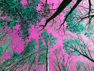 Vibrant pink and green forest canopy in surreal colors