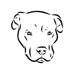 Vintage hand drawn sketch American bandog