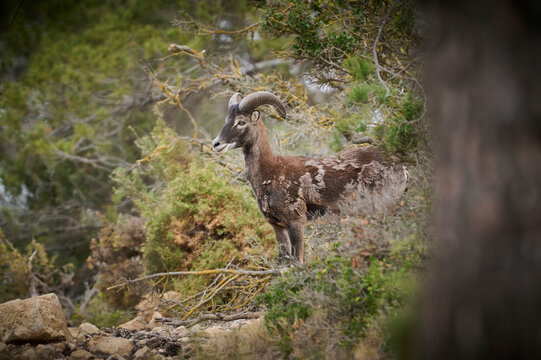 A lone mouflon ram in a natural habitat