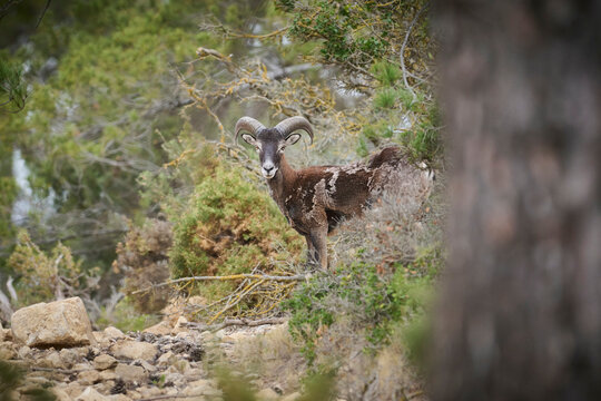 European mouflon in natural habitat surrounded by foliage