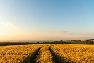 tracks in the field of wheat