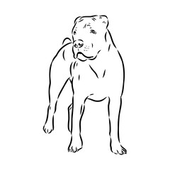 Vintage hand drawn sketch American bandog