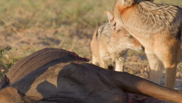  2 Jackals Eating a Carcass