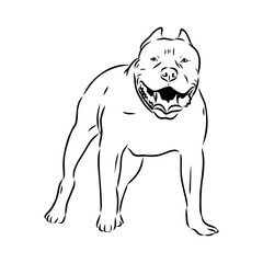 Vintage hand drawn sketch American bandog