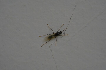 Flying carpenter ants are the winged reproductive members of the carpenter ant colony. These ants are typically seen during mating flights, also known as swarms, which occur under specific environment