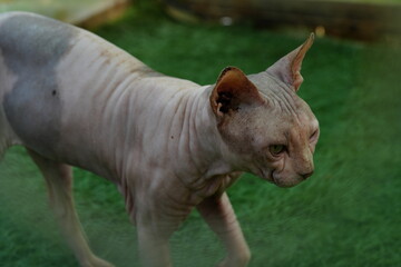 The Sphynx is a unique and engaging breed that stands out for its distinctive appearance and friendly demeanor, making it a popular choice for those who enjoy a close|斯芬克斯貓