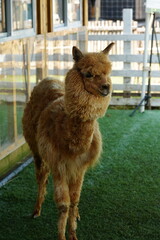 Vicugna pacos, commonly known as the alpaca, is a domesticated species of South American camelid.  羊駝 © Jimmy