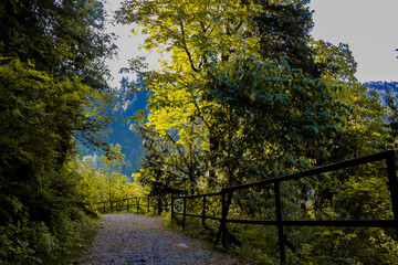 Pipe line track Ayubia Abbotabad, Hiking trail in green summer forest with sunshine, Ayubia, Pakistan  © Nadeem