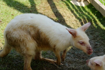 White kangaroos, like white peafowl, are not a separate species but rather a rare color morph of the common kangaroo species, typically the red kangaroo (Macropus rufus)  白袋鼠 © Jimmy