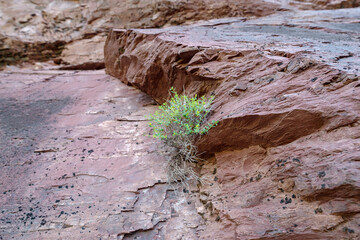 Satureja montana growing on oxide rocks