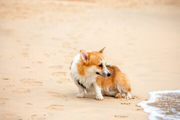 Corgi dog walks along the sandy beach. The puppy enters the sea water for a bath. The pet plays with the owner on vacation.