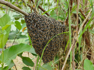 closeup of beehive hanging on tree branch in tropical forest in Thailand