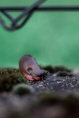 Limaco