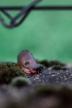 Limaco