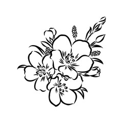 Sketch Floral Botany Collection. Magnolia flower drawings. Black and white with line art