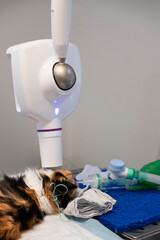 Making an x-ray of a cat's tooth under anesthesia in a veterinary clinic. The owners of a pet with a toothache turned to a veterinary clinic for dental treatment