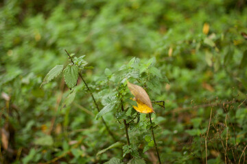Walking through the middy forest paths around Hertford through the leaves and branches as the colder months of the year wrap themselves around the world