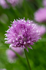 A purple chive blossom with delicate petals against a soft green background.