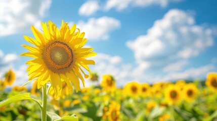 Fototapeta premium Scenic sunflower field with yellow blossoms under blue sky Harvest theme