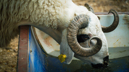 A local and traditional sacrificial animal market held before Eid al-Adha