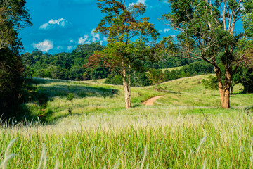 Aerial view of beautiful rural landscape with green and white glass flower fields and trees under a sunny blue sky, National park, Thailand.
