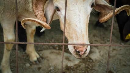 A local and traditional sacrificial animal market held before Eid al-Adha