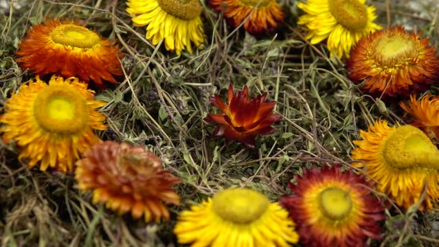 Colorful flowers helichrysum lie on a heap of the dried herb thyme, background, slow motion