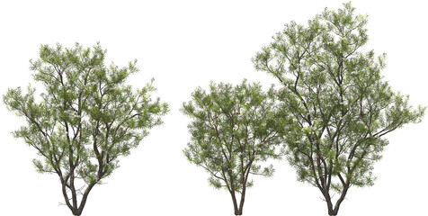 blooming desert willow tree hq arch viz cutout plants