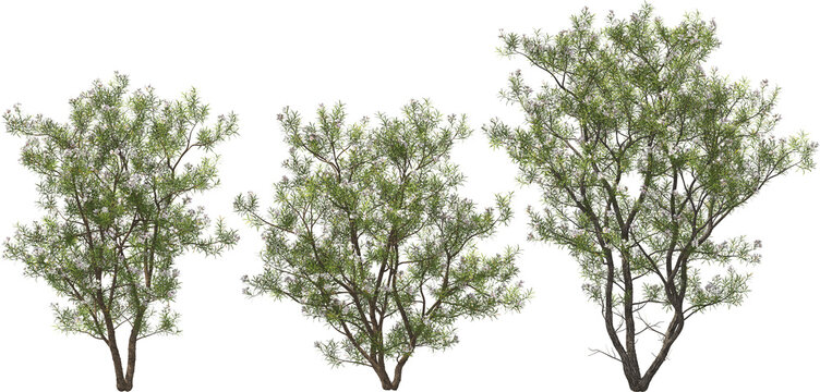 blooming desert willow tree hq arch viz cutout plants