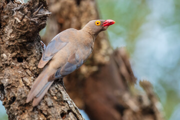 Red-billed oxpecker (Buphagus erythrorynchus).perched on a branch. South Africa.