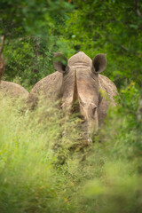 An endangered white rhinoceros (Ceratotherium simum) grazing in grassland, South Africa, 4k resolution, 