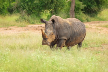 Obraz premium An endangered white rhinoceros (Ceratotherium simum) grazing in grassland, South Africa, 4k resolution, 