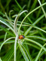 Vibrant macro shot of a ladybug on green plants. Close-up detail of the red and black spotted insect amidst lush foliage, perfect for nature, wildlife, and macro photography themes.