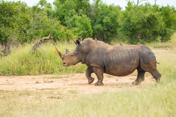 Obraz premium An endangered white rhinoceros (Ceratotherium simum) grazing in grassland, South Africa, 4k resolution, 