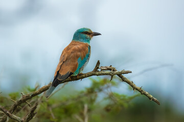 European roller colorful Bird on dry branch, gray background. South Africa, Kruger National Park safari. small bird blue pink orange color. Wildlife animal wallpaper. Common Roller, Coracias garrulus