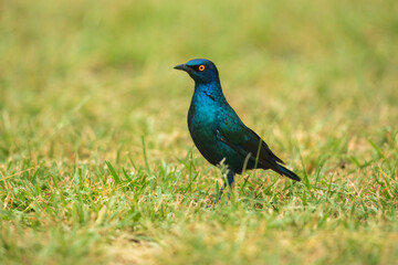 Lesser Blue-eared Starling (Lamprotornis chloropterus), in the Kruger National Park South Africa