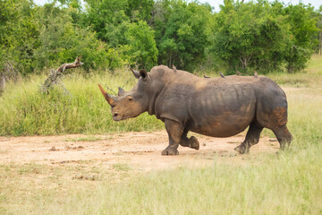 Obraz premium An endangered white rhinoceros (Ceratotherium simum) grazing in grassland, South Africa, 4k resolution, 