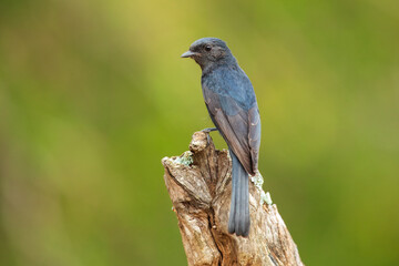 Southern black-flycatcher, Melaenornis pammelaina, single bird on branch, South Africa, 