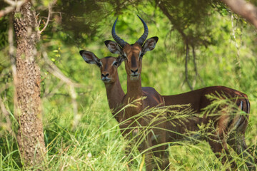 Two young Common Impala bonding in Kruger National park, South Africa ; Specie Aepyceros melampus...