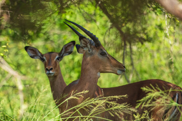 Two young Common Impala bonding in Kruger National park, South Africa ; Specie Aepyceros melampus family of Bovidae