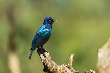Lesser Blue-eared Starling (Lamprotornis chloropterus), in the Kruger National Park South Africa