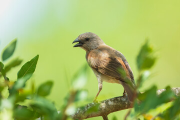 The northern grey-headed sparrow (Passer griseus), also known as the grey-headed or common grey-headed sparrow sitting on the wood. Sparrow female in national park.