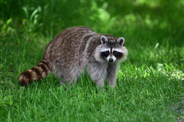A hungry raccoon investigates humans in a public park in search for food © Carol Hamilton