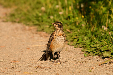 A young American Robin bird stands on a gravel foot path looking around